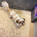 coco puppy 이미지