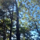 유봉지맥 (하늘정원~합수점 이미지