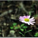 영월산방 이미지