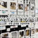 야옹이네 | 수원 금곡동 야옹이네 고양이 카페 주차 가는 길 후기