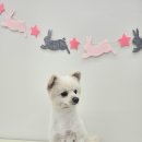 아모르 펫 살롱 이미지