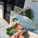 브런치 콘서트 3월 | 3월 봄 일상 기록 봄여행지 추천 / 구례 산수유마을 산수유꽃 국내여행