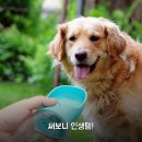 왕대박PC | 일반형 PB 강아지 물통 원터치 급수기 1개월 써보니 리얼후기
