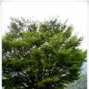 나무한그루 이미지