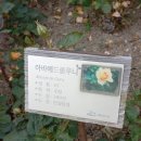 장미(108) 아마에드클루니(Abbaye de Cluny) 이미지