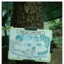 산마늘밥 이미지