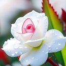 아침을 여는 음악 6월 14일(금) 이미지