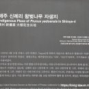 제주 신례리 왕벚나무 자생지 티스토리
