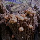 당골농장 이미지