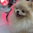 위런한방재활동물병원 이미지