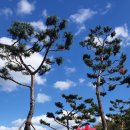 헤크지기님리딩 밀양강변 암각조각화공원 코스모스꽃밭 & 영남루 구절초 맥문동공원트레킹 이미지