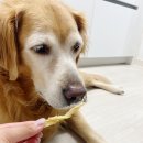반했다 너한테 | 강아지건강간식 : 대형견도 잘 먹는 반했다너한테 황태포, 상어연골
