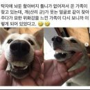 틀니