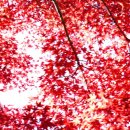 별의계곡 이미지