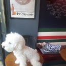 까네지노 이미지