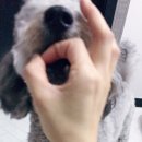 멍멍이 이발소 이미지