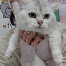 영블리 펫살롱 이미지