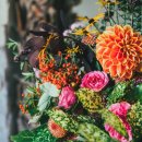 아리스타타 이미지