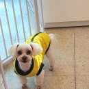 어쩔댕댕 이미지