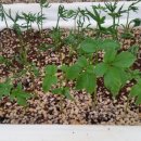 나래농장2 이미지