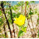 SY공인외국어번역행정사사무소 이미지