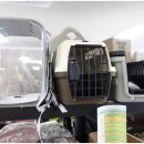 애견백화점 이미지