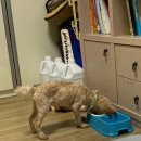 민 동물병원(동물미용) 이미지