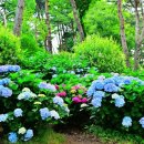 수류화개 이미지