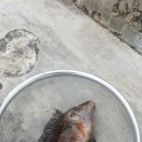 페리카나성산점