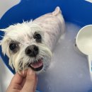 다엘 애견미용실 이미지