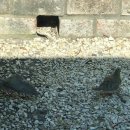 비둘기집 이미지