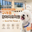 데이케어 | [구래동 강아지유치원] 찾다가 반해버린 곳! 본펫 플래닛 데이케어 후기