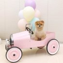 펫뷰티샵 페이보릿 이미지