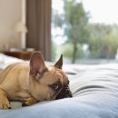 벡스코 동물병원 이미지