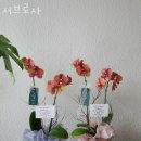 서브로사
