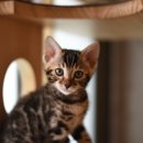 나비캐터리 이미지