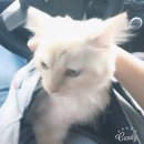 둘레길동물병원 이미지