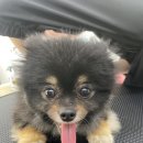 댕스얼랏 이미지