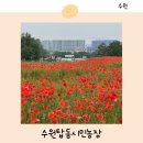 수원시농업기술센터 | 수원탑동시민농장 양귀비 6월 꽃구경 명소 공원 피크닉 주차장