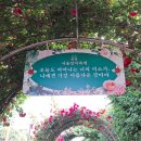 서울에서 제일 예쁜축제.국내최대규모 장미터널과 다양한 품종에 약30만여그루의 장미가 만발한 제17회중랑서울장미축제사진(2부중 2부) 이미지