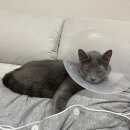 율하 위드동물병원 이미지