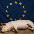 중국의 EU산 돼지고기 고율 관세, 유럽 양돈산업 직격탄 이미지