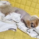 피개행개 이미지