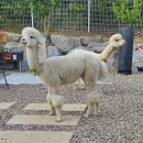 만산농장 | 상주카페 커피팀버 상주풀마운틴 후기. 알파카 있는 카페. 아이랑 가볼만한 곳