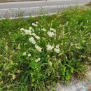 GS25경포호수점 이미지