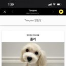 에이미그루밍