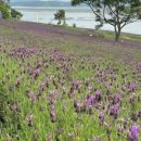 퍼플섬민박 이미지