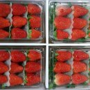 보영농장 이미지