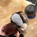 멍멍이 보러올래? 이미지