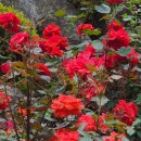 장미로 61 이미지